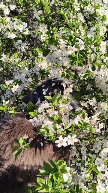 Кот Лаки, весна в Ялте