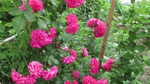 Плетистые розы: цветение для настроения