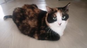 Обкорнали "бобика" 😜😂 Мои хвостики 🐈🐈⬛