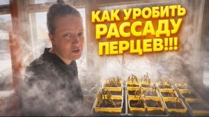 КАК УГРОБИТЬ РАССАДУ ПЕРЦЕВ | Вода начинает приходить | Дом в деревне | Деревенская жизнь