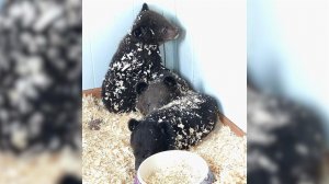 Двух брошенных в коробке гималайских медвежат спасли в Приморском крае