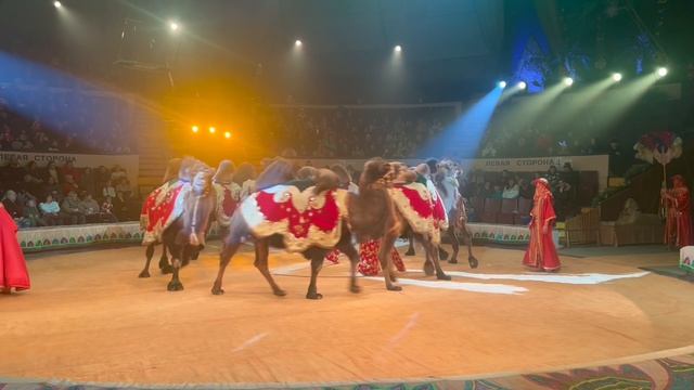 «Тропик шоу». Дрессированные верблюды!