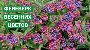 Яркие цветы весны. Топ-16