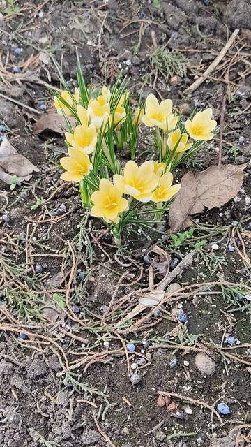 Крокусы. Весна в саду #весна #цветы #крокусы #первоцветы