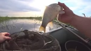 На ЭТУ НАЖИВКУ клюёт ТОЛЬКО КРУПНЫЙ!! В камышах, на ПОПЛАВОК!! Ловля карася на ПЕРЛОВКУ!!