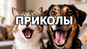 СМЕШНЫЕ ВИДЕО| ПРИКОЛЫ | СМЕШНО ДО СЛЕЗ