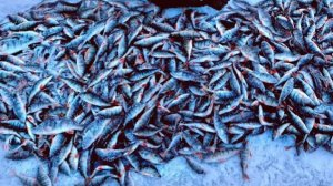 Нереальный Жор Окуня. Ловлю Сотни Окуней. Лучшая Зимняя Рыбалка. Тонна Рыбы. Русская Рыбалка 2026