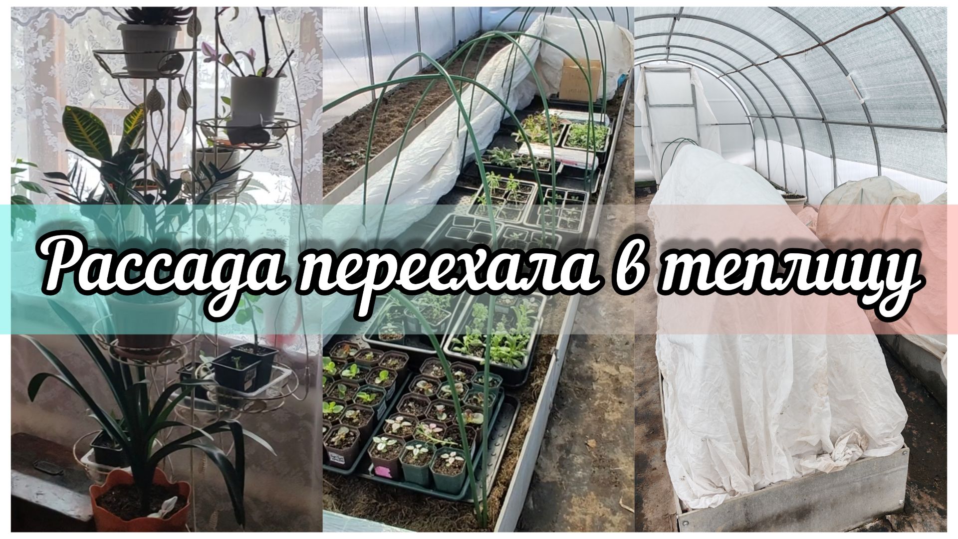 Сезон рассады в теплице открыт.Убрали стеллаж.Продолжаем тонуть