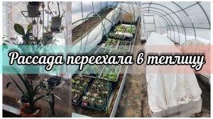 Сезон рассады в теплице открыт.Убрали стеллаж.Продолжаем тонуть