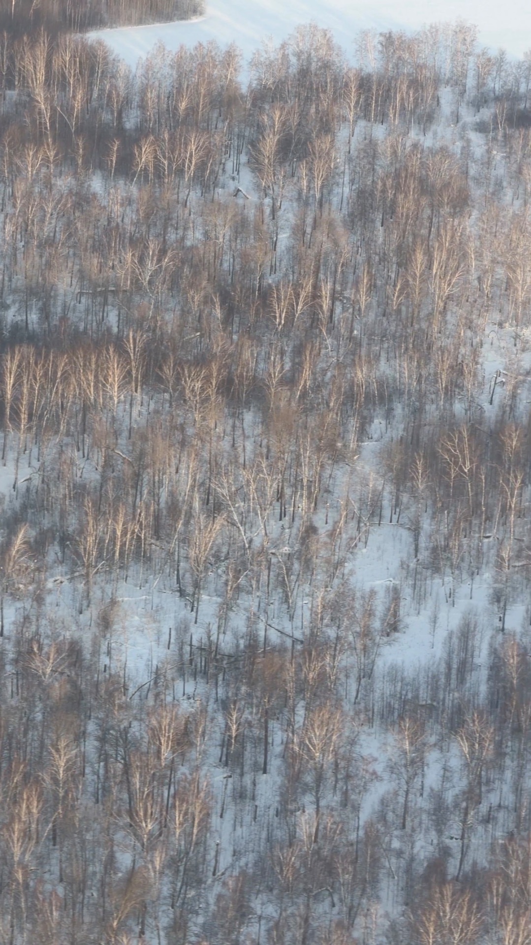 Сибирская тайга с высоты полёта 😍