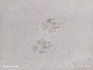 Eurotrak simulator 2