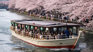 Сезон сакуры в Японии: в Токио запустили речные экскурсии