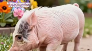 Про мини-пига