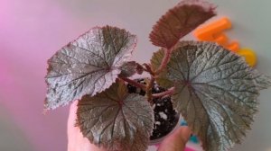 Излишки растений на 31.03.2026.🍀🍀🍀Комнатные растения