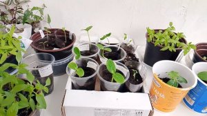 Хобби зарабатывает на себя