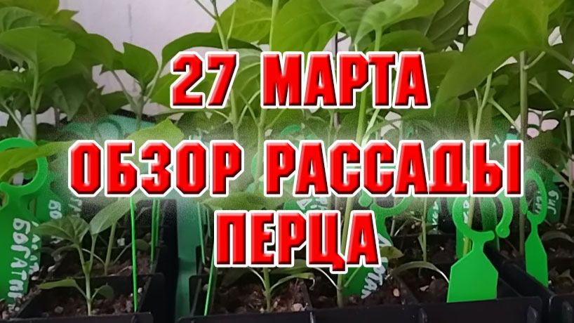 27 марта. Обзор рассады сладкого перца