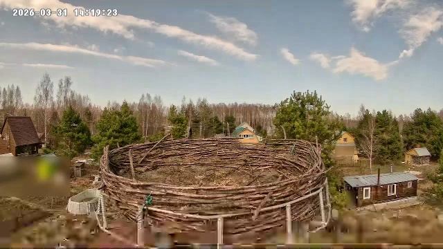 Гнездо гжатского аиста