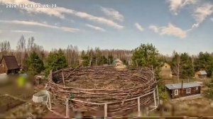 Гнездо гжатского аиста