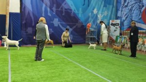 Бест 3 группы
Выставка собак ЧРКФ «ВЕСЕННИЕ ВСТРЕЧИ»