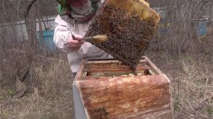 Содержание  пчел   в ульях на   увеличенную   рамку  .  Весеннее   развитие   .