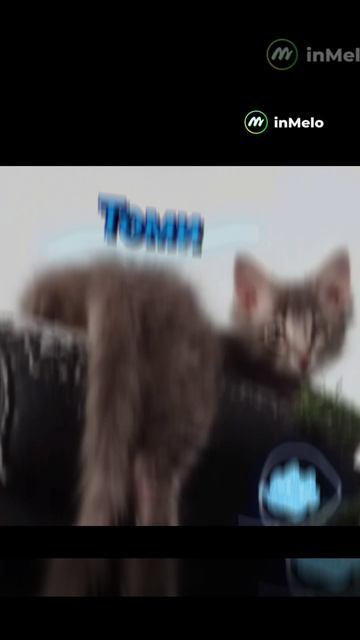 Котик Томи