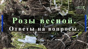 Розы весной. Ответы на вопросы.