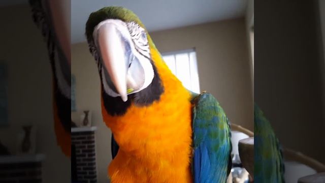 Гибрид ара Харлиголд