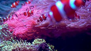 modern house,  lots of special effects, psychedelia