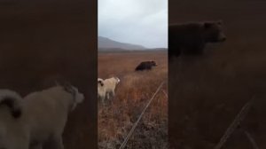 Нападение медведя на рыбаков попало на камеру