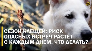 ЖЕСТЬ, СКОЛЬКО ИХ. В Беларуси выявлены 2 вида клещей: что делать после укуса и как защитить питомца?