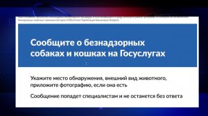 Сообщи о безнадзорных собаках