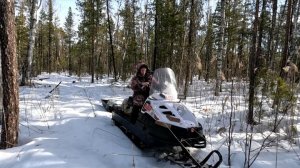 Поездка в лес. Животный мир. Три косули.