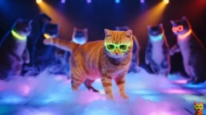 Cat Dance-электронная поп музыка с участием маленькой собачки.