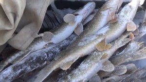 Зимняя рыбалка на таёжной речке. Якутия.