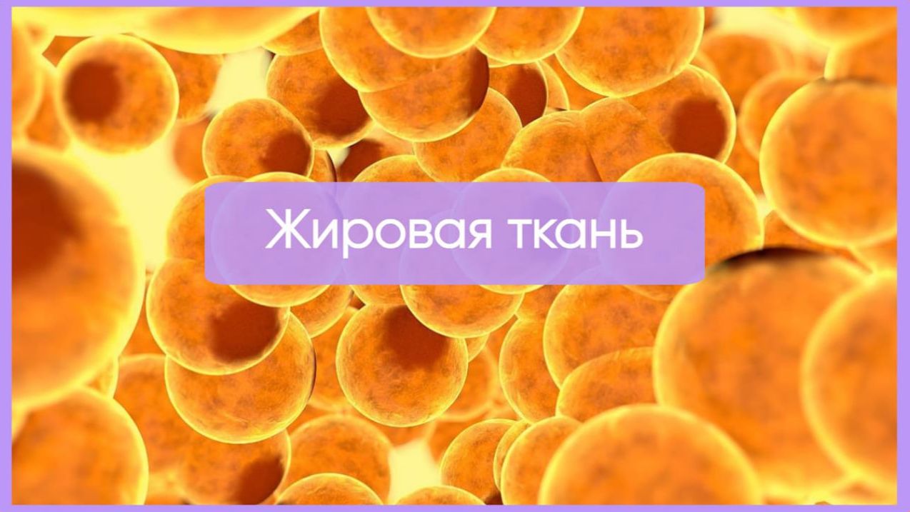 Жировая ткань ┃synthesisschool