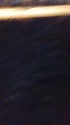 собаки и тд