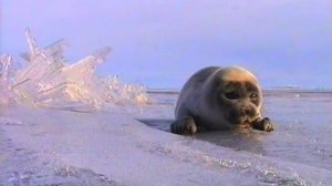 Пишу тебе с Байкала-H264