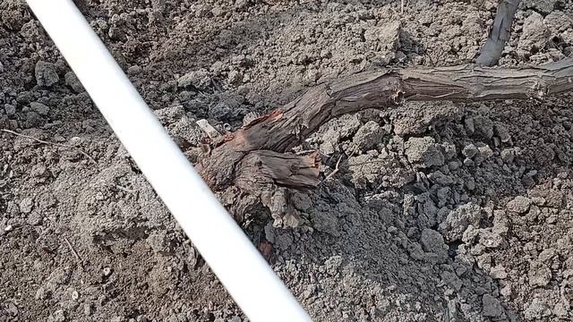 прививка на винограде несколько лет спустя.