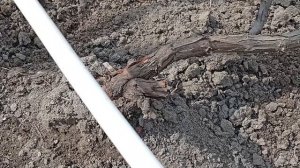 прививка на винограде несколько лет спустя.