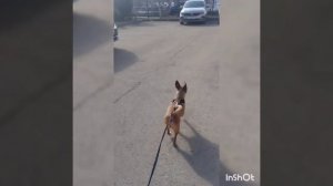 1часть с бусей!!!!!