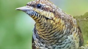 Звук природы. Птицы. Пение Вертишейки на селе