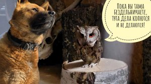 Вечерние хмурые маленькие совы. Прогулка с Псом Кубиком на дальние плотины, где раков выпускали