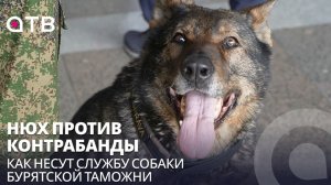 Нюх против контрабанды. Как несут службу собаки Бурятской таможни
