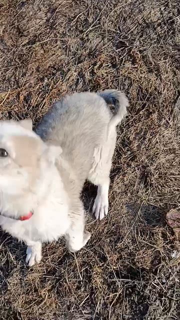 Райда растёт в охотницу