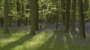 Леса колокольчиков (Гиацинтоидес неописанный). Английский лес. Пение птиц. Расслабляющее видео.