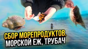 Сбор морепродуктов. Морской ёж, трубач, мидия. #Сахалин #морепродукты #мидия #трубач