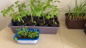 Томаты 2026🍅🍅🍅отличная рассада 👍👍👍