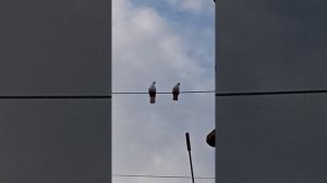 Моя живность