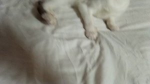 Белка увелка-игривая кошка🤗💓💓💓🐈😼😸😺