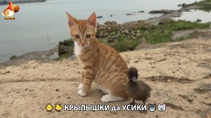 Утята и Цыплята - Кошки и котята, Собаки и щенята 342 Хвостики да Усики ❣️